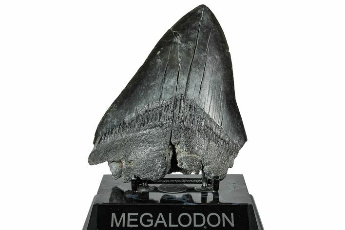 Fossil Megalodon Tooth - South Carolina #325773